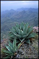 Agaves on South Rim above bare mountains. Big Bend National Park, Texas, USA.