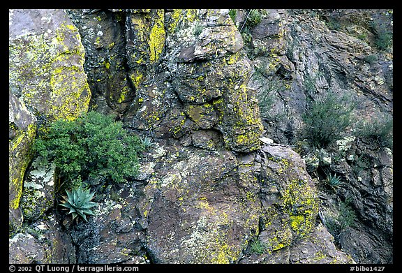 Agave growing on cliff, South Rim. Big Bend National Park, Texas, USA.