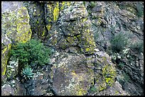 Agave growing on cliff, South Rim. Big Bend National Park, Texas, USA. (color)