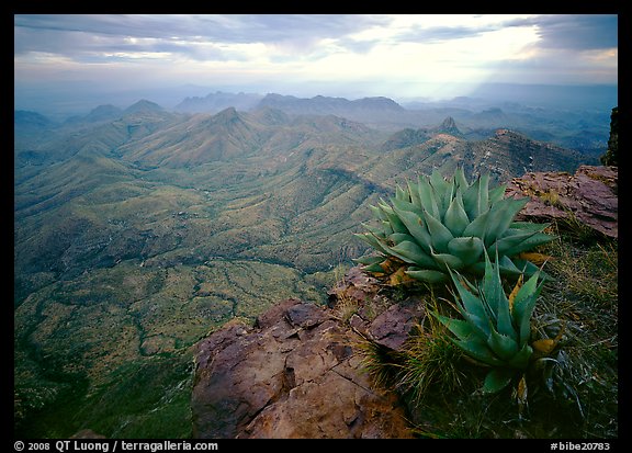 Agave plants overlooking desert mountains from South Rim. Big Bend National Park, Texas, USA.