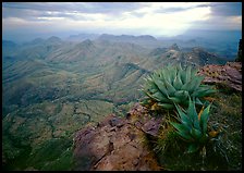 Agave plants overlooking desert mountains from South Rim. Big Bend National Park, Texas, USA.