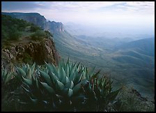 Agaves on South Rim, morning. Big Bend National Park, Texas, USA.