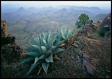 Agaves on South Rim. Big Bend National Park ( color)