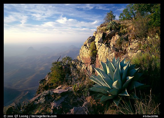 Agaves on South Rim, morning. Big Bend National Park (color)