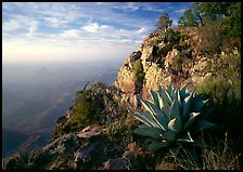 Agave and cliff, South Rim, morning. Big Bend National Park, Texas, USA.