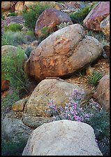 Boulders and wildflowers. Big Bend National Park, Texas, USA.