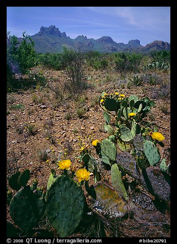 Cactus with yellow blooms and Chisos Mountains. Big Bend National Park, Texas, USA.