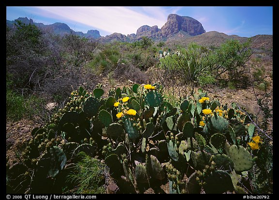 Yellow prickly pear cactus in bloom and Chisos Mountains. Big Bend National Park, Texas, USA.