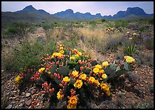 Colorful prickly pear cactus in bloom and Chisos Mountains. Big Bend National Park, Texas, USA.