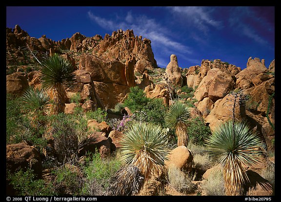 Yuccas and boulders in Grapevine mountains. Big Bend National Park, Texas, USA.