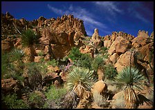 Yuccas and boulders in Grapevine mountains. Big Bend National Park, Texas, USA.