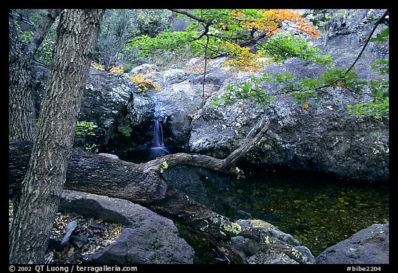 Springs in the Chisos Mountains. Big Bend National Park, Texas, USA.