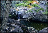 Springs in the Chisos Mountains. Big Bend National Park, Texas, USA.