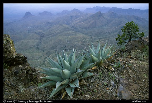 Agaves on South Rim. Big Bend National Park