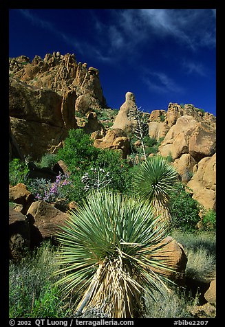 Yuccas and boulders in Grapevine mountains. Big Bend National Park, Texas, USA.