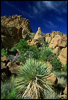 Yuccas and boulders in Grapevine mountains. Big Bend National Park, Texas, USA.