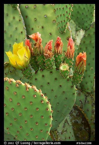 Beavertail cactus in bloom. Big Bend National Park, Texas, USA.