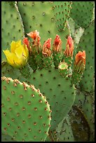 Beavertail cactus in bloom. Big Bend National Park, Texas, USA. (color)