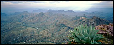 Century plant and desert mountains from South Rim. Big Bend National Park, Texas, USA.