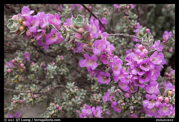 Siverleaf flowers close-up. Big Bend National Park, Texas, USA.