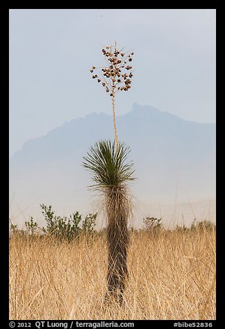 Dagger Yucca past bloom and Chisos Mountains. Big Bend National Park (color)