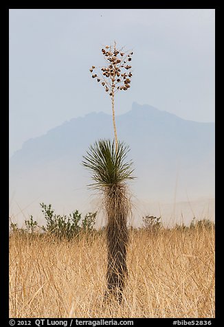 Dagger Yucca past bloom and Chisos Mountains. Big Bend National Park, Texas, USA.