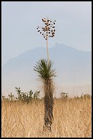 Dagger Yucca past bloom and Chisos Mountains. Big Bend National Park ( color)