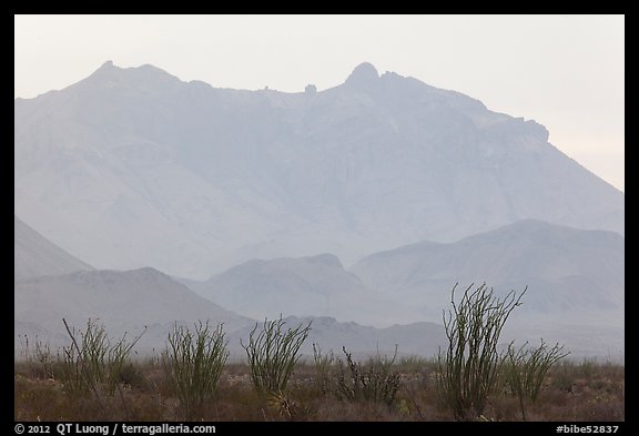 Ocotillo and Chisos Mountains. Big Bend National Park, Texas, USA.