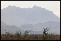 Ocotillo and Chisos Mountains. Big Bend National Park, Texas, USA. (color)