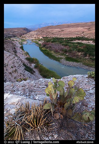 Cactus and Rio Grande Wild and Scenic River. Big Bend National Park, Texas, USA.