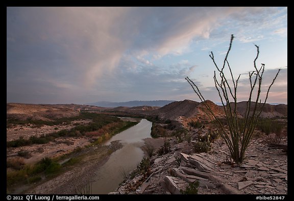 Ocotillo and Rio Grande Wild and Scenic River. Big Bend National Park, Texas, USA.