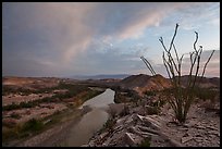 Ocotillo and Rio Grande Wild and Scenic River. Big Bend National Park, Texas, USA.