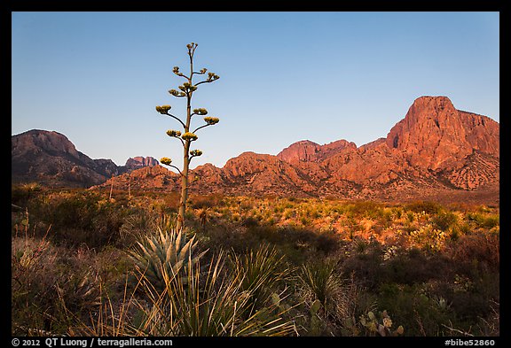 Century plant and bloom and Chisos Mountains at sunrise. Big Bend National Park, Texas, USA.