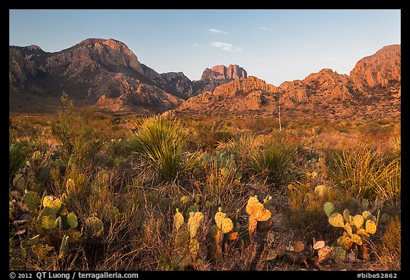 Cacti and Chisos Mountains at sunrise. Big Bend National Park, Texas, USA.