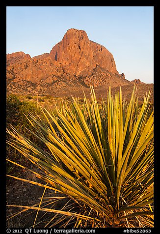 Sotol rosette and Chisos Mountains. Big Bend National Park, Texas, USA.