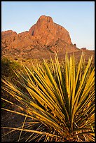 Sotol rosette and Chisos Mountains. Big Bend National Park, Texas, USA. (color)