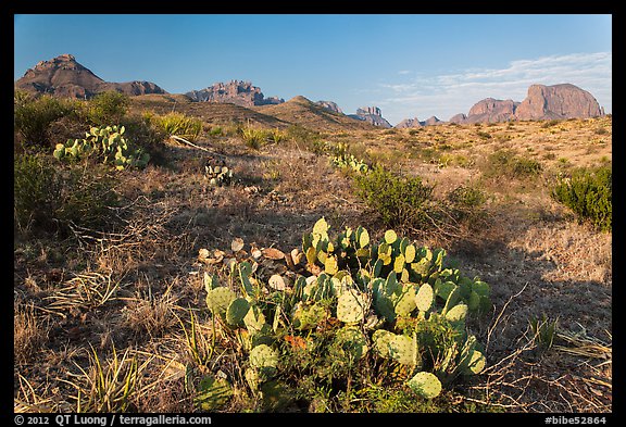 Cactus and Chisos Mountains. Big Bend National Park, Texas, USA.