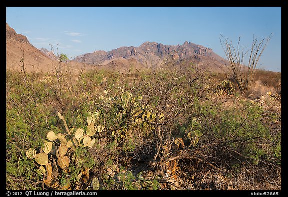 Desert vegetation and Chisos Mountains. Big Bend National Park, Texas, USA.