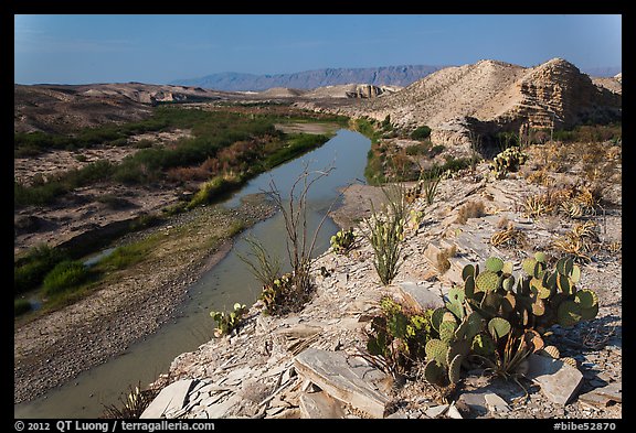 Cactus and Rio Grande River, morning. Big Bend National Park, Texas, USA.