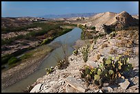 Cactus and Rio Grande River, morning. Big Bend National Park, Texas, USA.