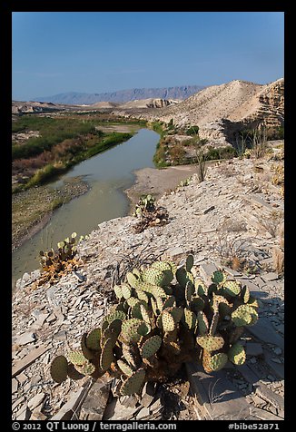 Cactus, Ocotillo, Rio Grande River, morning. Big Bend National Park, Texas, USA.