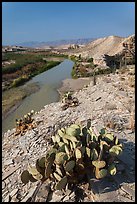 Cactus, Ocotillo, Rio Grande River, morning. Big Bend National Park, Texas, USA. (color)