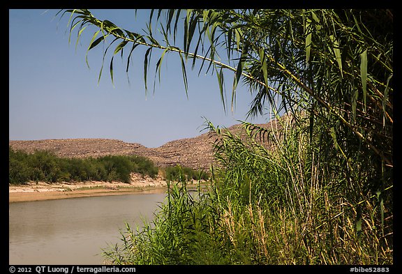 Vegetation on banks of Rio Grande River. Big Bend National Park, Texas, USA.