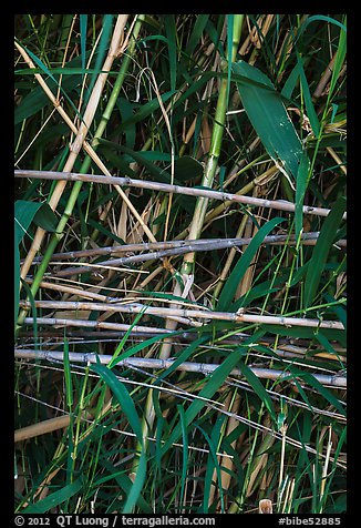 Riverbank plants close-up. Big Bend National Park (color)