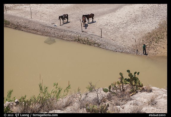 Cactus and horses from above. Big Bend National Park (color)