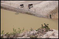 Cactus and horses from above. Big Bend National Park, Texas, USA.