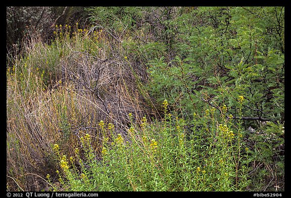 Riparian habitat close-up, Dugout Wells. Big Bend National Park (color)