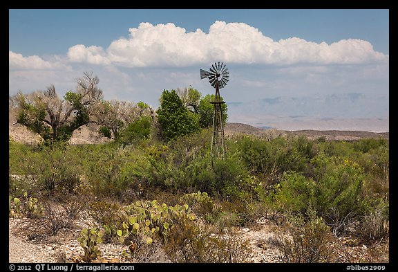 Windmill and oasis, Dugout Wells. Big Bend National Park (color)