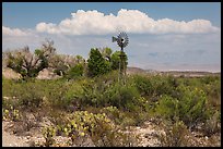 Windmill and oasis, Dugout Wells. Big Bend National Park ( color)