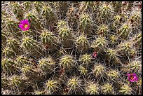 Cactus with blooms. Big Bend National Park, Texas, USA. (color)